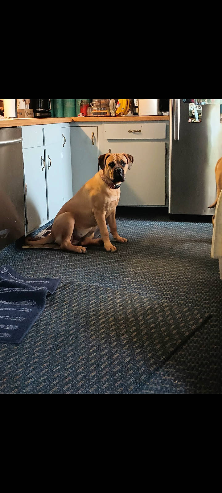 Hazel is registered to the contest to win money with this photo: bulldog, canidae, carnivore, collar, companion_dog, dog, dog_breed, fawn, floor, flooring, guard_dog, molosser, paw, pet_supply, pug, snout, sporting_group, tail, toy_dog, working_dog