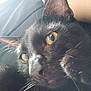 Feo is registered to the contest to win money with this photo: black_cat, close_up, cat, yellow_eyes, whiskers, fur, pet, animal, indoor, face, portrait, cute, feline, soft, ears, looking, domestic_cat, relaxed, mammal, closeup