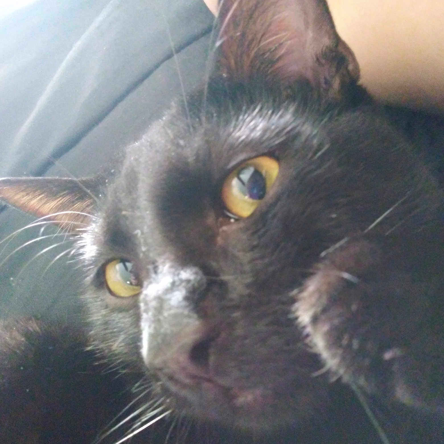 Feo