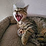 Morgue is registered to the contest to win money with this photo: cat, pet_bed, stuffed_toy, sloth_toy, animal, feline, yawning, claws, fur, resting, indoor, cozy, cute, playful, sleepy, toy, cuddling, tabby, mammal, furry