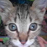 Morgue joined the competition — help win amazing prizes! kitten, cat, close_up, eyes, fur, whiskers, pet, animal, cute, face, ears, nose, indoor, young, feline, curious, portrait, looking, mammal, fuzzy