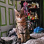Morgue is registered to the contest to win money with this photo: cat, tabby, bed, blanket, clutter, door, doll, clown, shelf, book, indoor, furniture, pet, animal, curious, sitting, cozy, room, stuffed_toy, decor