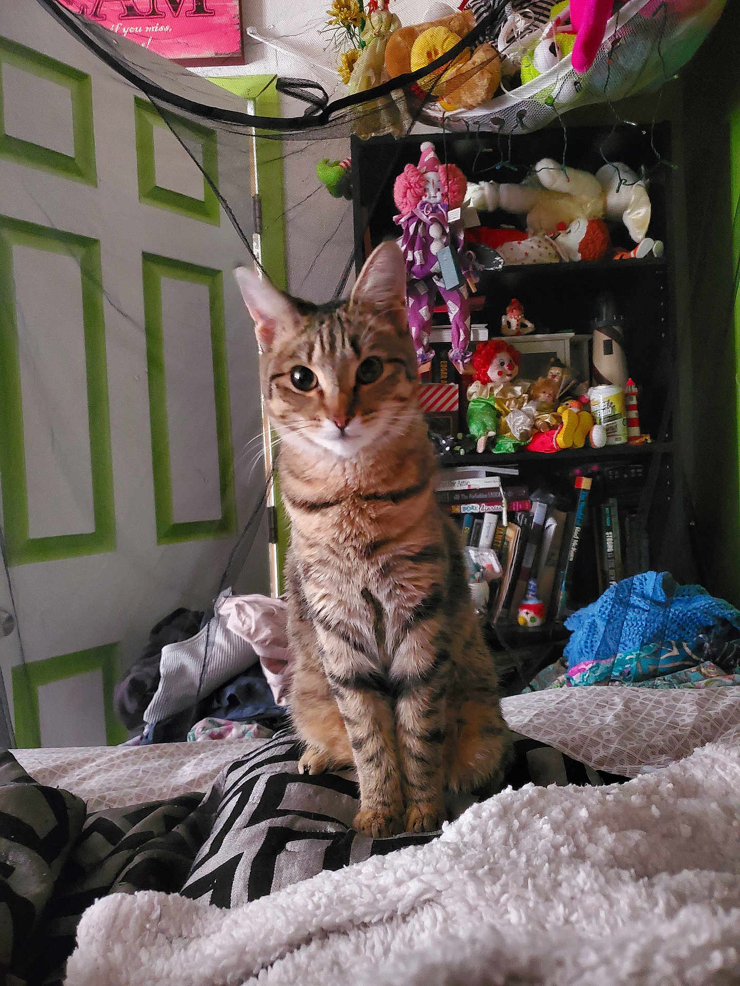 Morgue is registered to the contest to win money with this photo: cat, tabby, bed, blanket, clutter, door, doll, clown, shelf, book, indoor, furniture, pet, animal, curious, sitting, cozy, room, stuffed_toy, decor