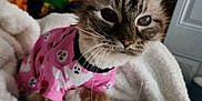 China Doll joined the competition — help win amazing prizes! cat, pet, feline, pink_shirt, ghost_pattern, blanket, cozy, indoor, cute, fur, whiskers, ears, animal, soft, curious, close_up, mammal, domestic_animal, resting, warm