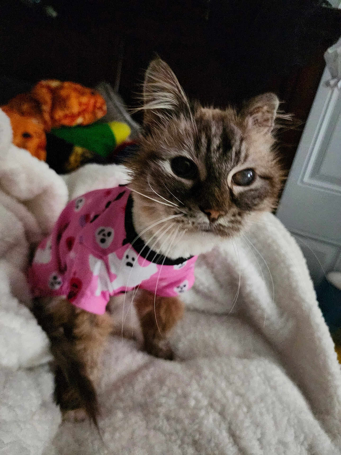 China Doll joined the competition — help win amazing prizes! cat, pet, feline, pink_shirt, ghost_pattern, blanket, cozy, indoor, cute, fur, whiskers, ears, animal, soft, curious, close_up, mammal, domestic_animal, resting, warm