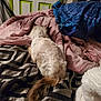 China Doll is registered to the contest to win money with this photo: cat, bed, blanket, comforter, fur, indoor, pattern, pink, blue, door, resting, fluffy, tail, animal, furniture, room, soft, relaxing, sleepy, cozy