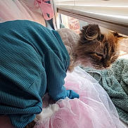 China Doll is registered to the contest to win money with this photo: cat, window, sweater, pink_tulle, indoor, pet, feline, fur, light, cozy, fabric, curtain, resting, comfort, animal, domestic, soft, sunlight, texture, relaxed