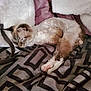 China Doll is registered to the contest to win money with this photo: cat, sleeping, blanket, cushion, fur, cozy, resting, indoor, pet, cute, soft, comfortable, relaxed, feline, animal, home, nap, fur_pattern, pink, white