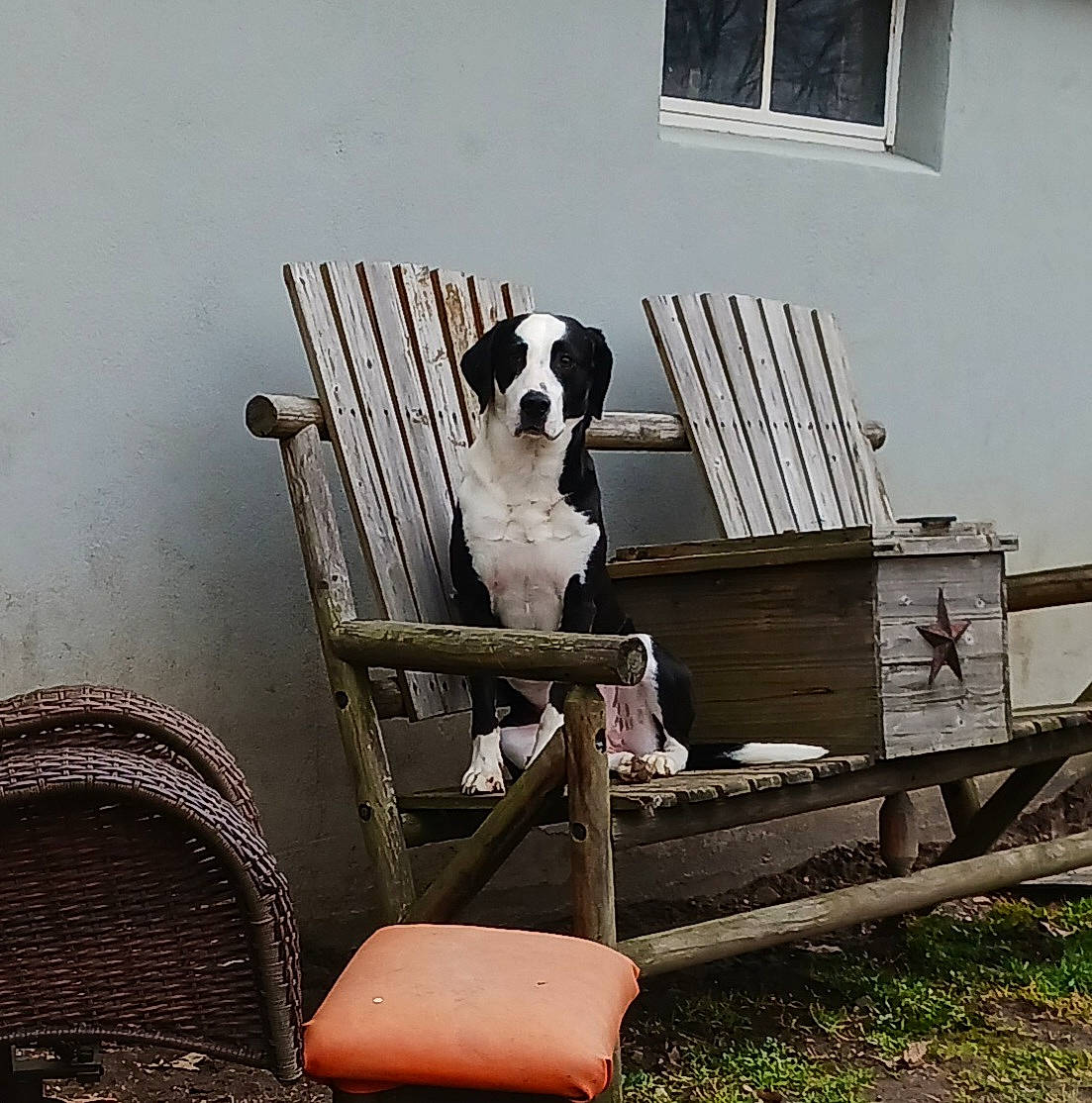 Grace Lynn joined the competition — help win amazing prizes! canidae, carnivore, chair, comfort, companion_dog, couch, dog, dog_breed, fawn, grass, outdoor_furniture, plant, sitting, snout, sporting_group, stairs, tints_and_shades, window, wood, working_animal