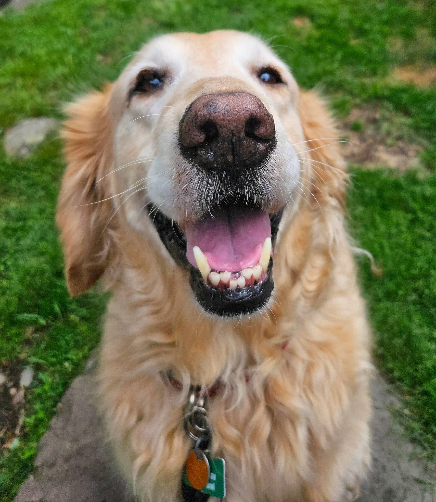 Cody is registered to the contest to win money with this photo: canidae, carnivore, collar, companion_dog, dog, dog_breed, dog_collar, fang, fawn, fur, grass, gun_dog, plant, retriever, shout, snout, sporting_group, whiskers, working_dog, yawn