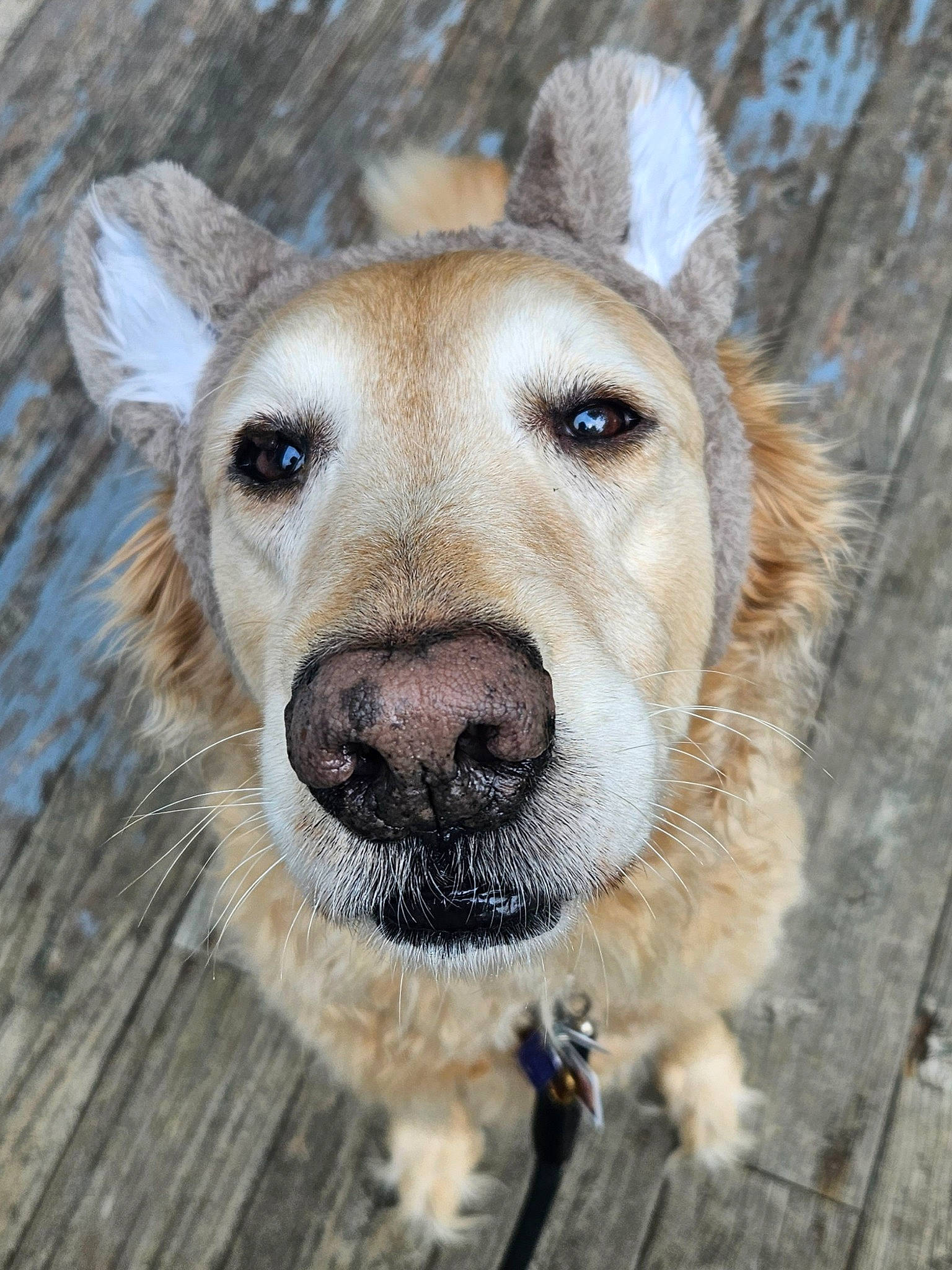 Cody is registered to the contest to win money with this photo: canidae, carnivore, collar, companion_dog, dog, dog_breed, dog_collar, ear, eye, fawn, fur, head, pet_supply, snout, sporting_group, terrestrial_animal, whiskers, wildlife, wood, working_animal