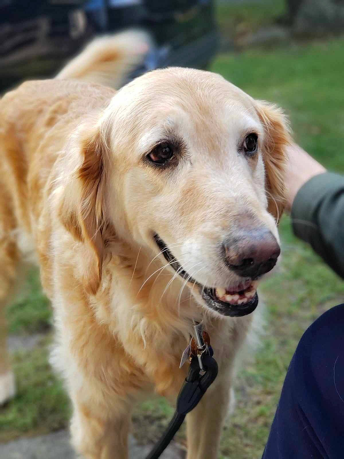 Cody joined the competition — help win amazing prizes! canidae, carnivore, companion_dog, dog, dog_breed, fawn, fur, golden_retriever, grass, gun_dog, plant, recreation, snout, sporting_group, whiskers, working_animal