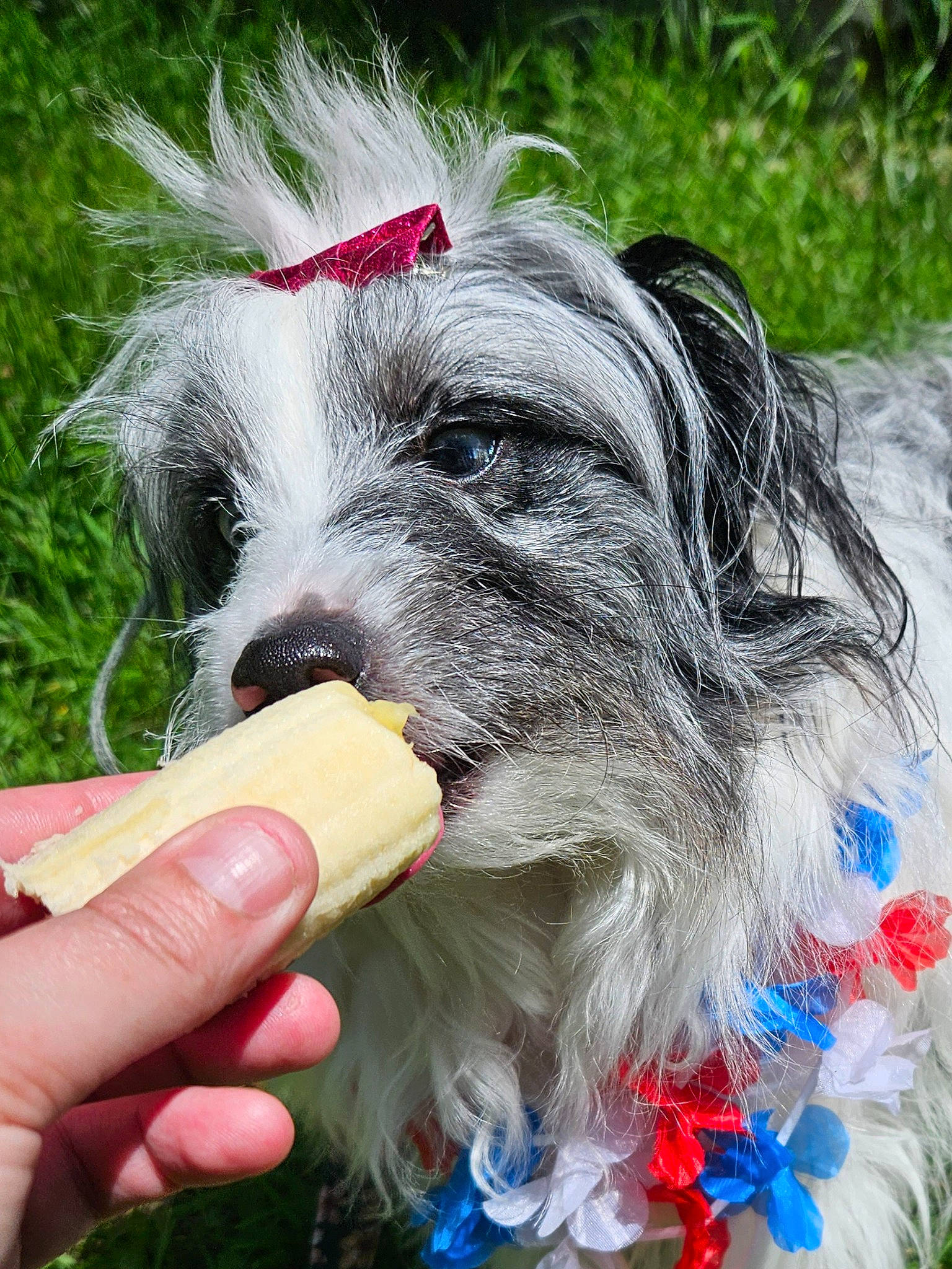 Kayde joined the competition — help win amazing prizes! canidae, carnivore, collar, companion_dog, dog, dog_breed, dog_collar, dog_supply, drinking, fur, grass, happy, pet_supply, plastic_bottle, small_terrier, snout, sporting_group, terrier, water_bottle, working_animal