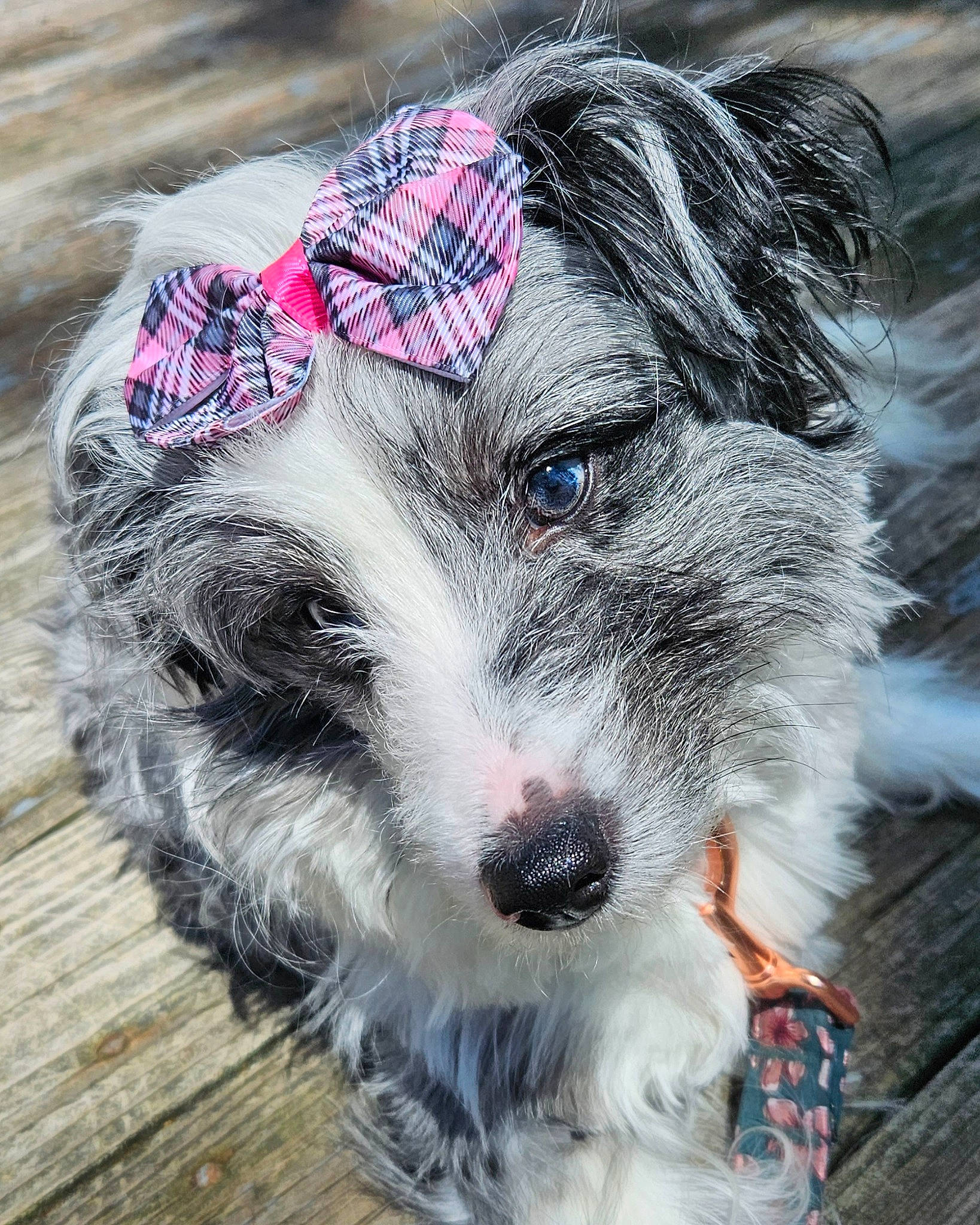 Kayde joined the competition — help win amazing prizes! canidae, carnivore, collar, companion_dog, dog, dog_breed, dog_collar, dog_supply, eyewear, fur, leash, pattern, small_terrier, snout, sporting_group, terrier, toy_dog, whiskers, wood, working_animal