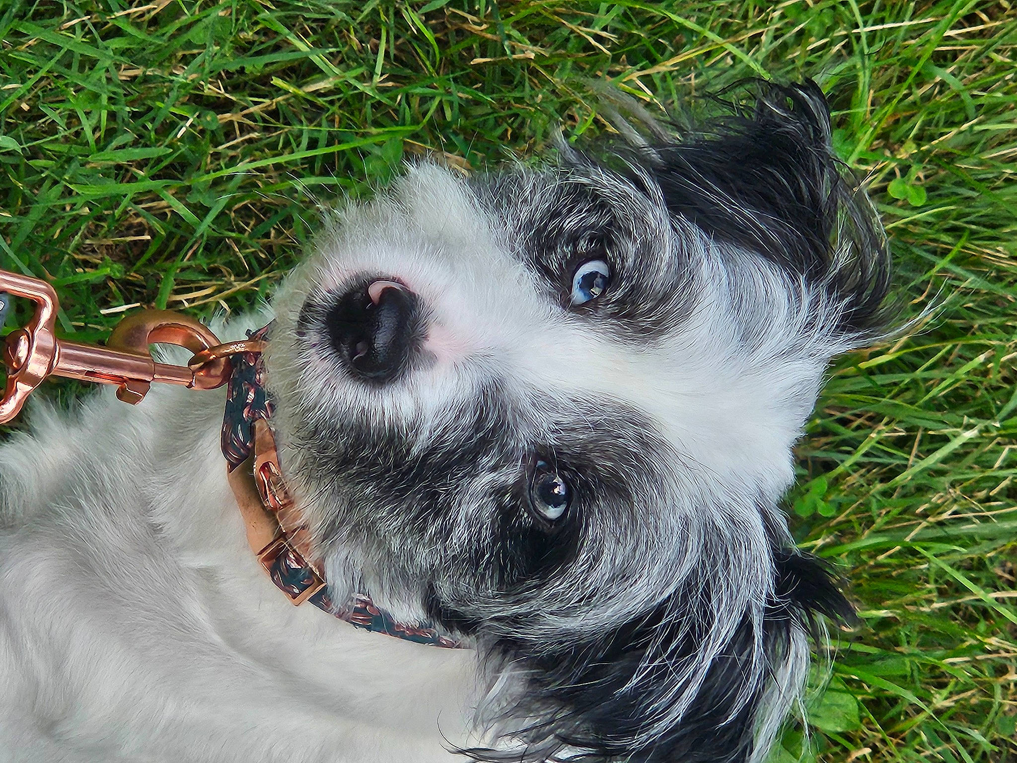 Kayde joined the competition — help win amazing prizes! canidae, carnivore, collar, companion_dog, dog, dog_breed, dog_collar, dog_supply, ear, fur, goggles, grass, small_terrier, snout, sporting_group, sunglasses, terrier, toy_dog, whiskers, working_animal