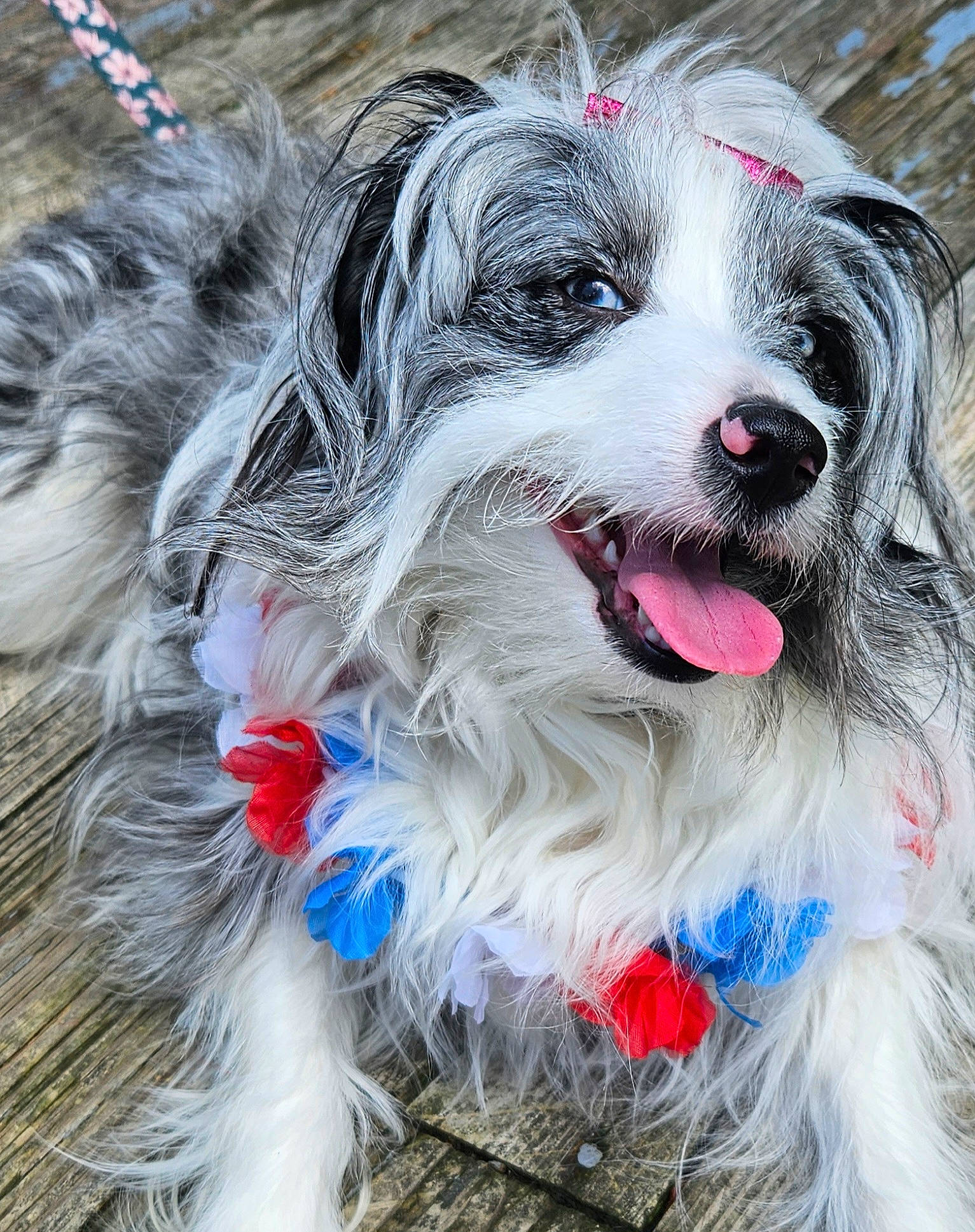 Kayde joined the competition — help win amazing prizes! canidae, carnivore, collar, companion_dog, dog, dog_breed, dog_collar, dog_supply, event, eyewear, fang, fur, gun_dog, happy, non_sporting_group, snout, sporting_group, toy_dog, whiskers, working_dog