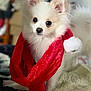 dog, puppy, white_dog, fluffy, small_dog, santa_hat, red_scarf, holiday, cute, pet, indoors, blanket, fur, animal, portrait, looking_at_camera, soft_focus, christmas, adorable, companion