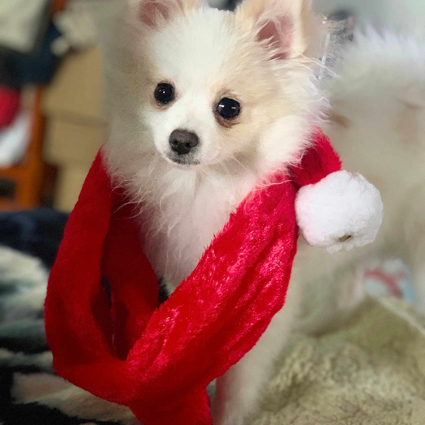 Gizmo is registered to the contest to win money with this photo: adorable, animal, blanket, christmas, companion, cute, dog, fluffy, fur, holiday, indoors, looking_at_camera, pet, portrait, puppy, red_scarf, santa_hat, small_dog, soft_focus, white_dog