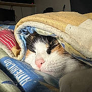 Pya participe au concours pour gagner de l'argent avec cette photo : animal, blanket, cat, close_up, comfort, cozy, cute, domestic, eye, face, fur, indoor, pet, pink_nose, quilt, resting, sleeping, soft, warm, whiskers