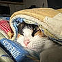animal, blanket, cat, close_up, comfort, cozy, cute, domestic, eye, face, fur, indoor, pet, pink_nose, quilt, resting, sleeping, soft, warm, whiskers