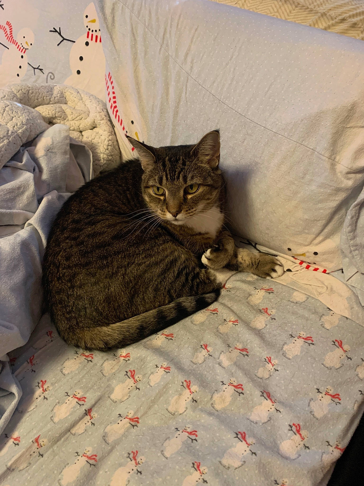 Symba is registered to the contest to win money with this photo: bed, bed_sheet, bedding, blanket, carnivore, cat, comfort, domestic_short_haired_cat, felidae, flooring, fur, grey, linens, mammal, pattern, room, small_to_medium_sized_cats, tail, terrestrial_animal, whiskers