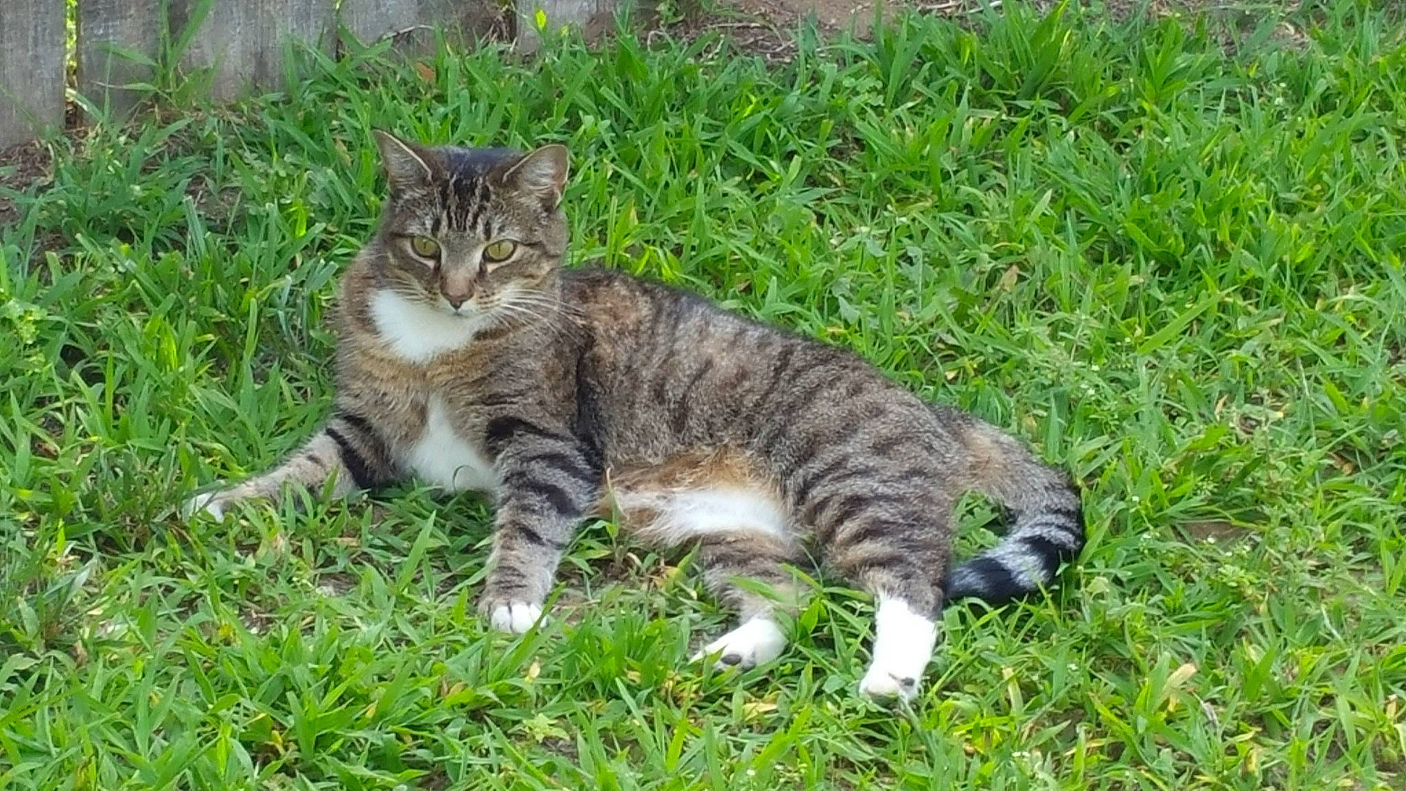 Symba joined the competition — help win amazing prizes! carnivore, cat, domestic_short_haired_cat, felidae, fur, grass, grass_family, grassland, groundcover, paw, plant, small_to_medium_sized_cats, snout, tail, terrestrial_animal, whiskers