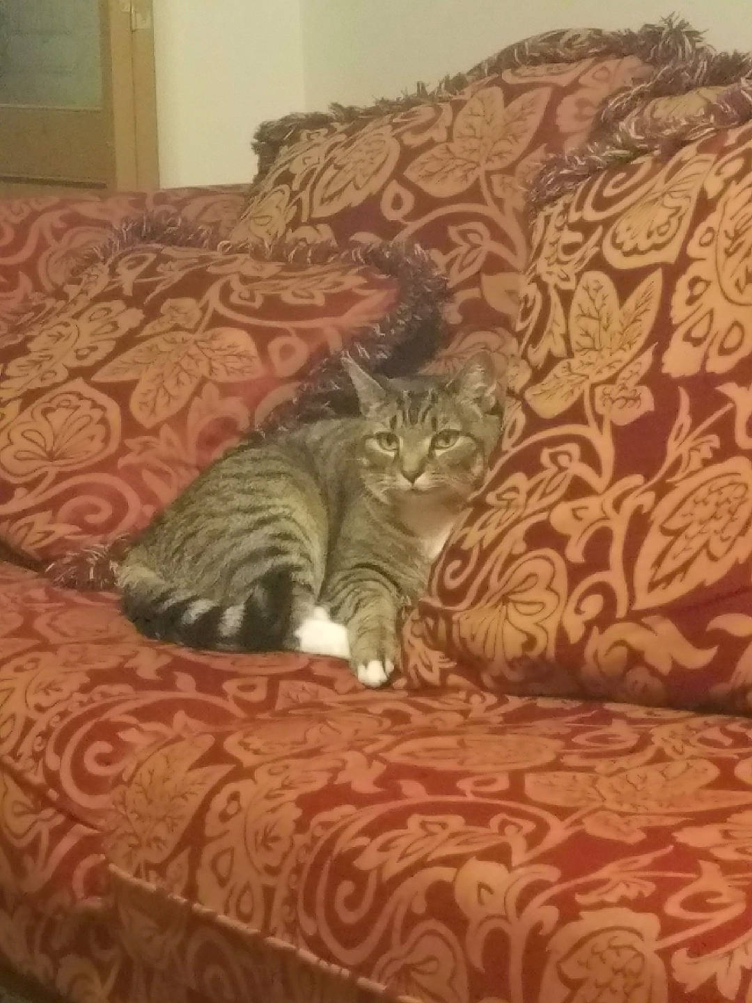 Symba joined the competition — help win amazing prizes! bed, bedding, brown, carnivore, cat, comfort, domestic_short_haired_cat, fawn, felidae, floor, flooring, fur, grey, hardwood, linens, pattern, room, small_to_medium_sized_cats, whiskers, wood