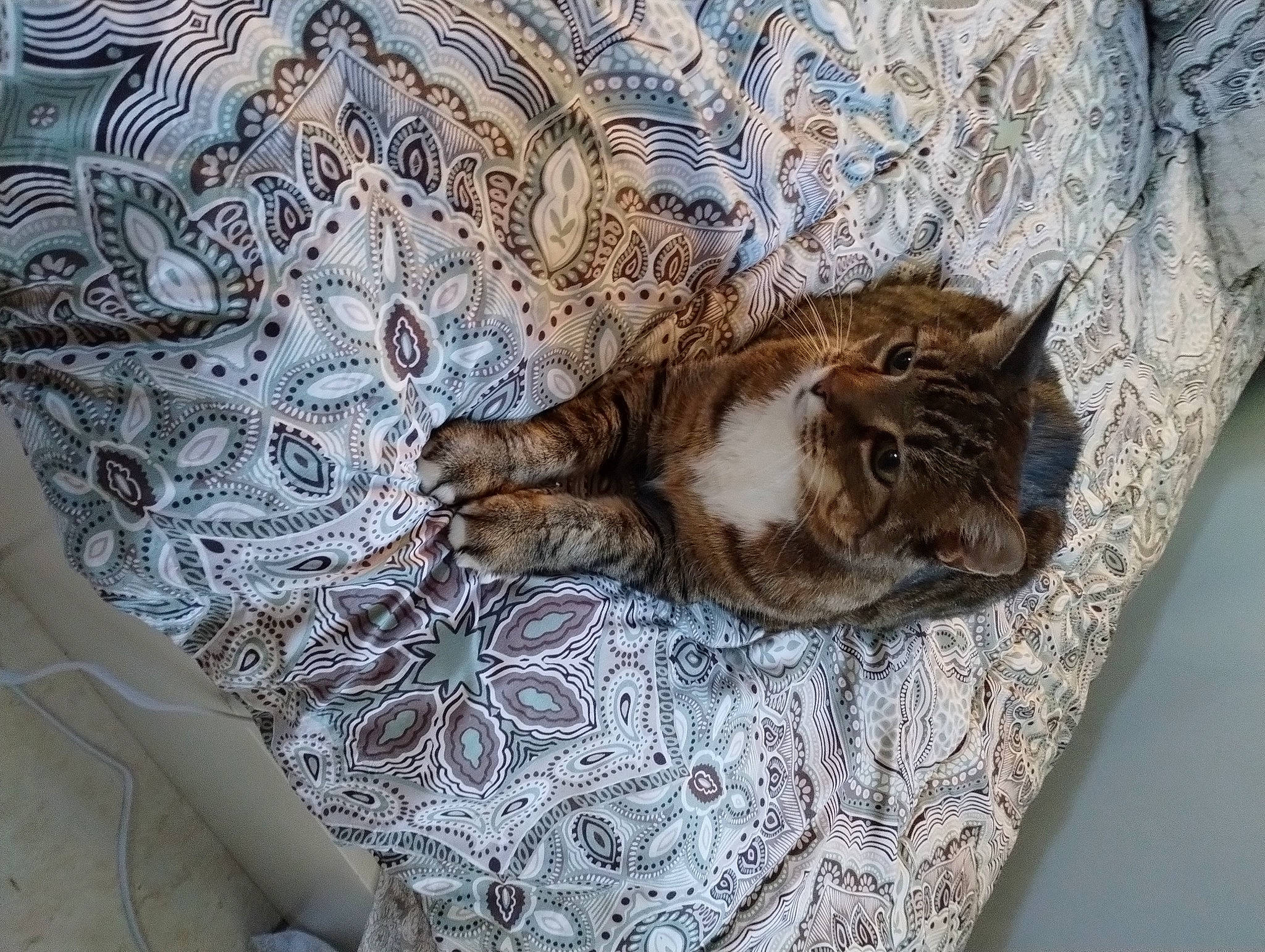 Symba joined the competition — help win amazing prizes! carnivore, cat, claw, comfort, domestic_short_haired_cat, fawn, felidae, flooring, fur, grey, linens, nap, pattern, paw, small_to_medium_sized_cats, tail, terrestrial_animal, tree, whiskers, wood