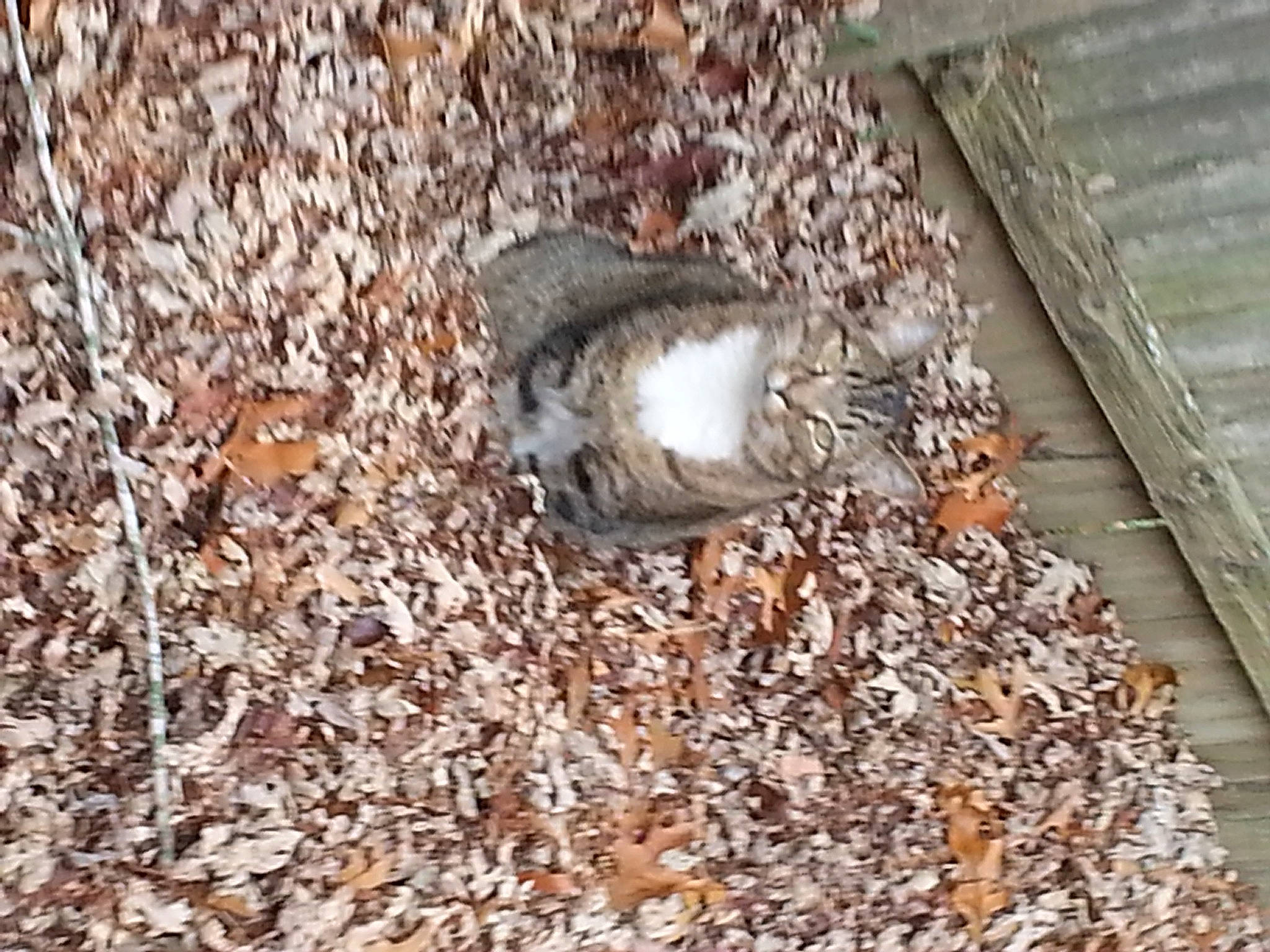 Symba is registered to the contest to win money with this photo: animal_feed, beak, bird_food, bird_supply, fawn, fur, grass, mammal, muroidea, perching_bird, pet_supply, rodent, small_animal_food, soil, tail, terrestrial_animal, twig, vertebrate, whiskers, wood