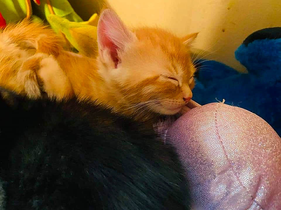 Mufasa joined the competition — help win amazing prizes! carnivore, cat, claw, comfort, domestic_short_haired_cat, ear, fawn, felidae, fur, gesture, human_leg, nail, nap, paw, sleep, small_to_medium_sized_cats, snout, tail, thumb, whiskers