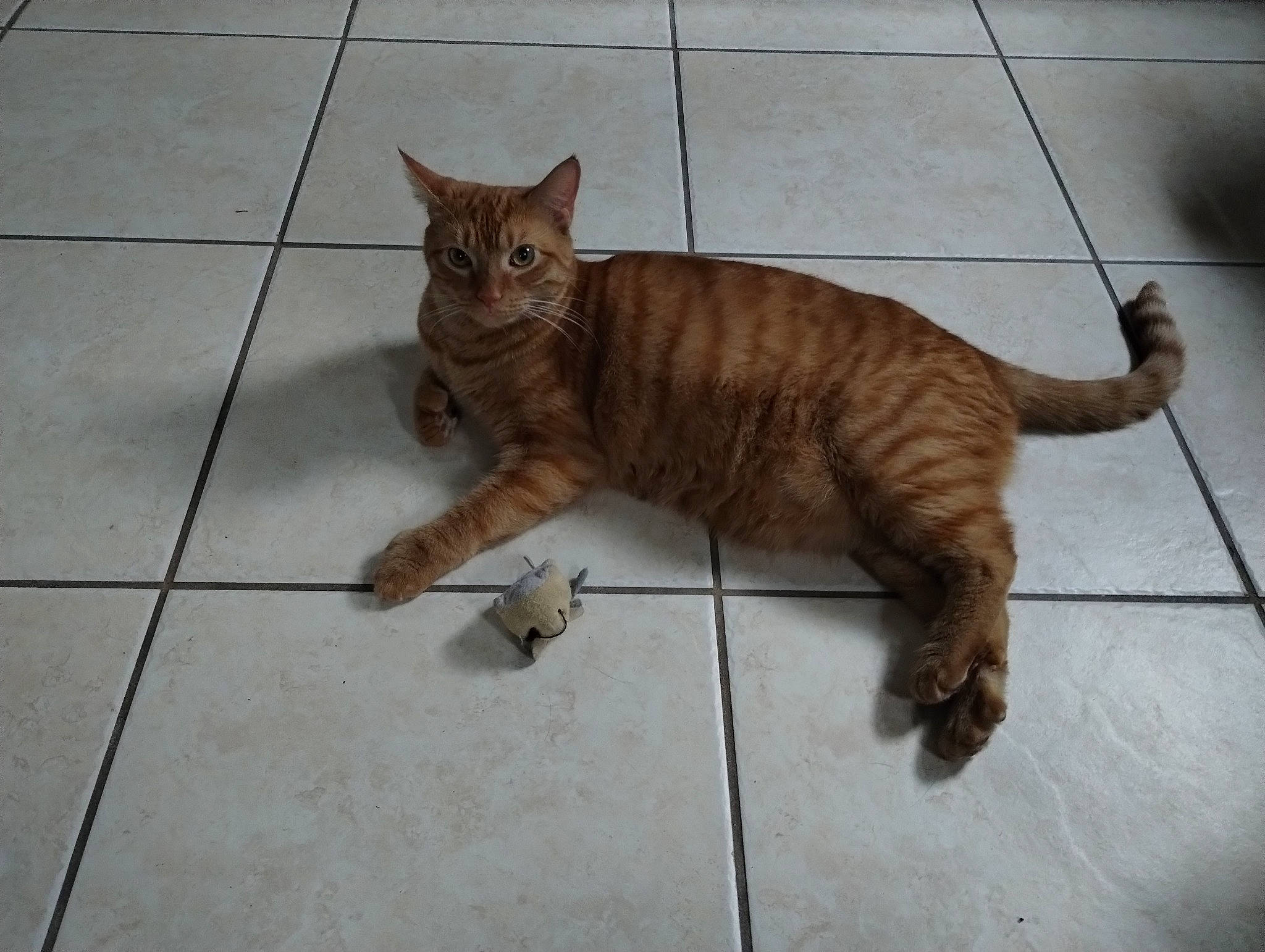 Mufasa is registered to the contest to win money with this photo: carnivore, cat, claw, domestic_short_haired_cat, eye, fawn, felidae, floor, flooring, foot, fur, hardwood, paw, small_to_medium_sized_cats, snout, tail, terrestrial_animal, toe, whiskers, wood