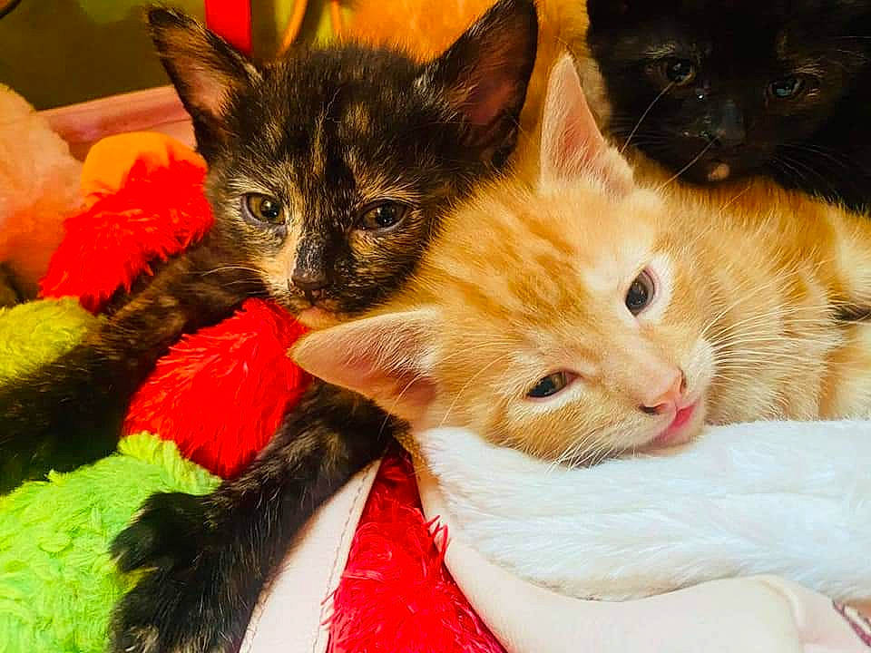 Mufasa is registered to the contest to win money with this photo: carnivore, cat, claw, comfort, domestic_short_haired_cat, ear, fawn, felidae, fur, lap, paw, small_to_medium_sized_cats, snout, tail, whiskers