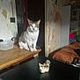 Ti Buck participe au concours pour gagner de l'argent avec cette photo : animal, bed, blanket, cat, clutter, decor, door, figurine, furniture, indoor, light, orange, pet, room, shadow, shelf, table, toy, wall, wood