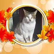 Ti Buck a rejoint le concours — aidez-le/la à gagner de superbes lots ! animal, autumn, background, calm, cat, cute, ears, fall, feline, frame, indoor, leaves, orange, pet, portrait, sitting, tabby, whiskers, white, yellow