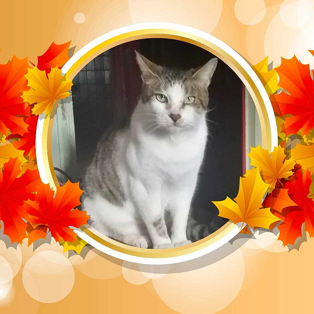 Ti Buck a rejoint le concours — aidez-le/la à gagner de superbes lots ! animal, autumn, background, calm, cat, cute, ears, fall, feline, frame, indoor, leaves, orange, pet, portrait, sitting, tabby, whiskers, white, yellow