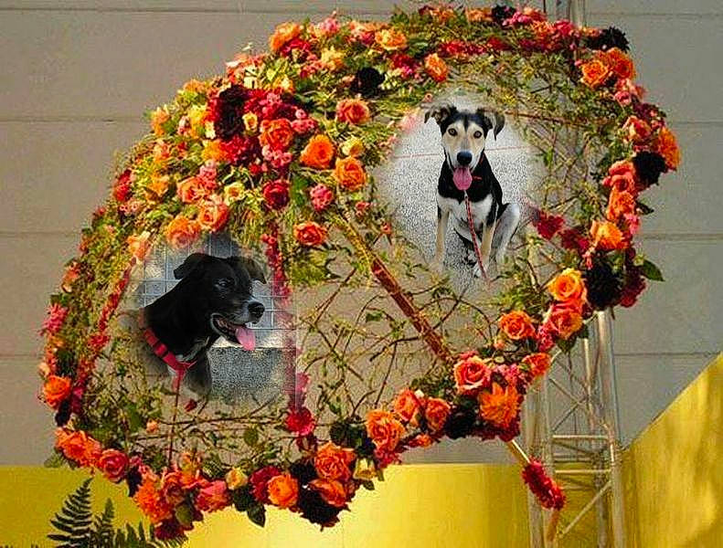 Lucky participe au concours pour gagner de l'argent avec cette photo : art, artificial_flower, bouquet, carnivore, christmas_decoration, creative_arts, cut_flowers, dog, event, fawn, floral_design, floristry, flower, flower_arranging, plant, textile, tree, twig, working_animal, wreath