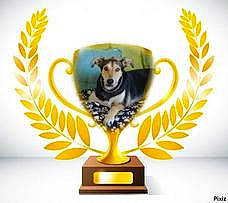 Lucky participe au concours pour gagner de l'argent avec cette photo : art, artifact, carnivore, dog, electric_blue, fashion_accessory, fawn, felidae, flowerpot, font, houseplant, picture_frame, plant, porcelain, rectangle, serveware, symbol, tail, vase, working_animal