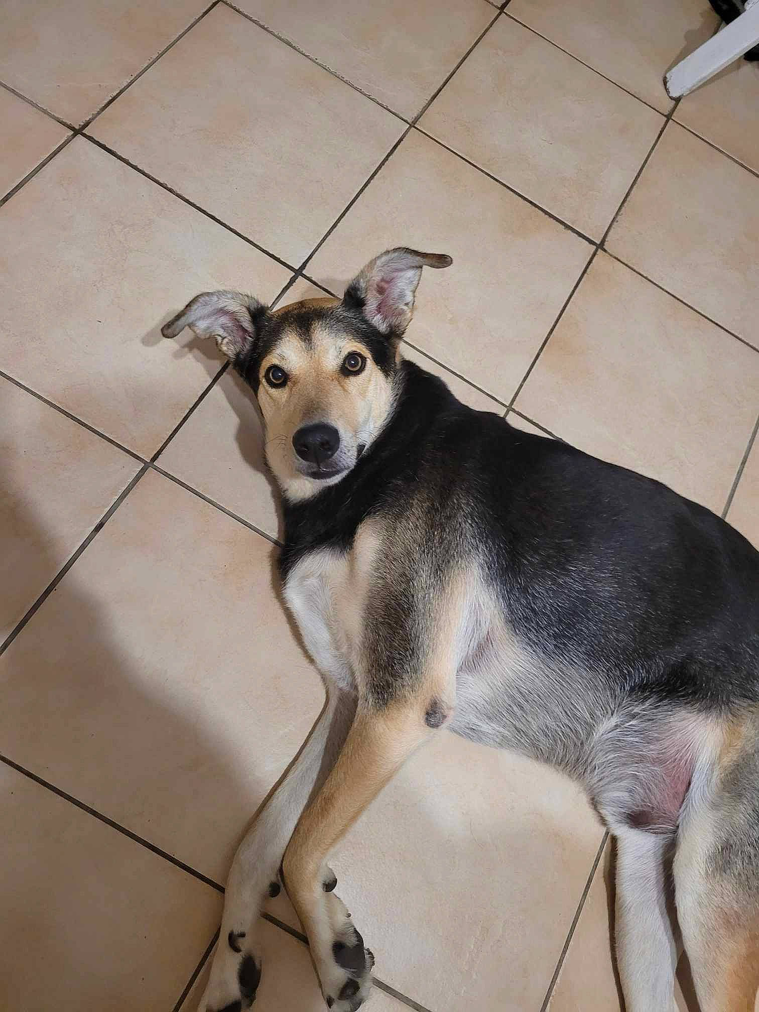 Lucky participe au concours pour gagner de l'argent avec cette photo : ancient_dog_breeds, canidae, carnivore, companion_dog, dog, dog_breed, dog_supply, fawn, flooring, foot, fur, paw, pet_supply, street_dog, tail, terrestrial_animal, tile_flooring, toy_dog, working_animal, working_dog