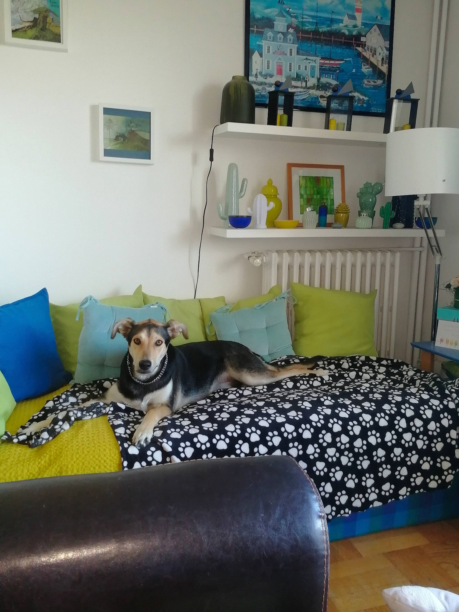 Lucky participe au concours pour gagner de l'argent avec cette photo : blue, building, carnivore, comfort, companion_dog, couch, dog, dog_breed, floor, flooring, furniture, grey, hardwood, house, interior_design, living_room, picture_frame, property, studio_couch, wall