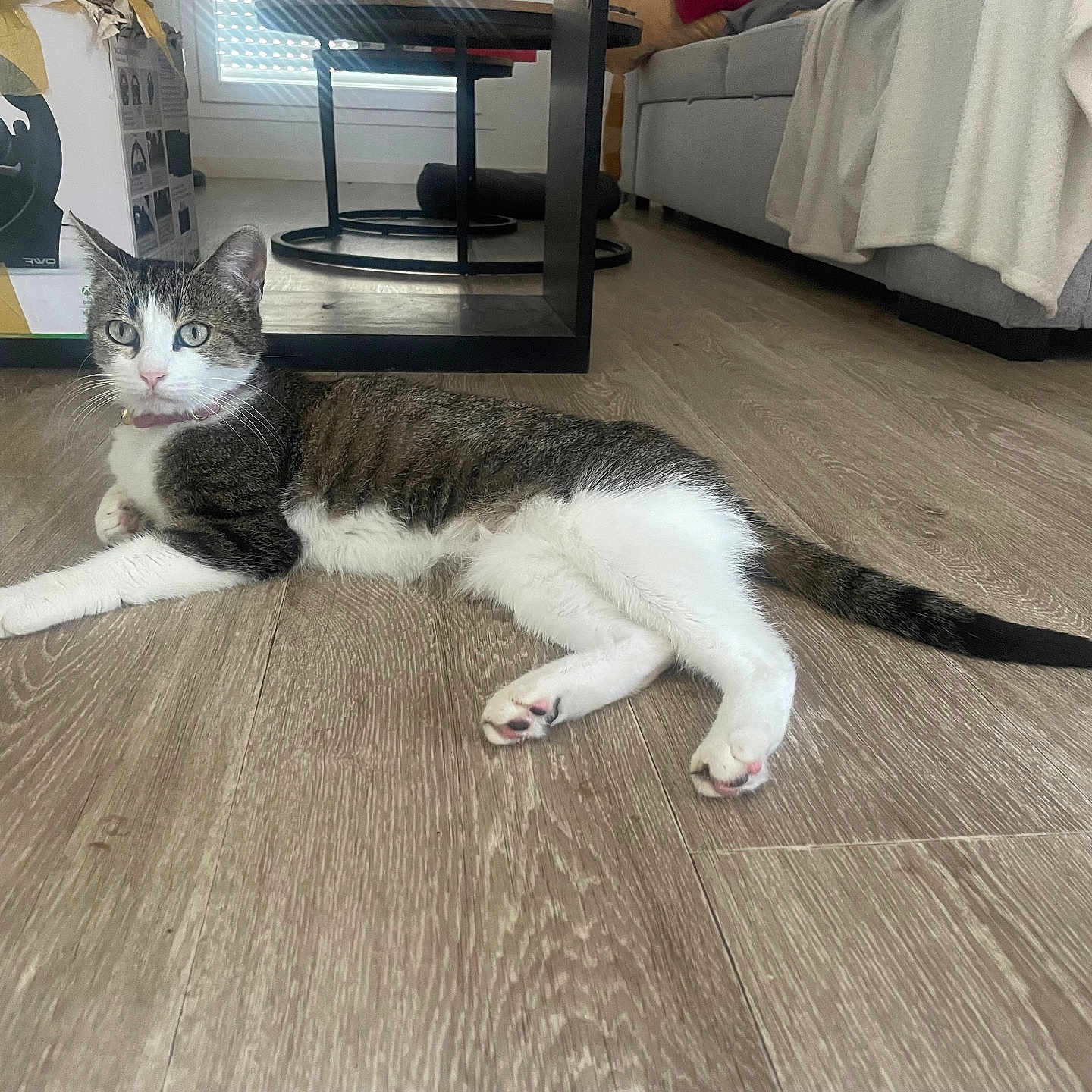 Praline a rejoint le concours — aidez-le/la à gagner de superbes lots ! animal, blanket, cat, couch, curious, domestic_cat, floor, fur, green_eyes, household, indoor, laying_down, living_room, pet, relaxed, tabby_cat, table, whiskers, white_cat, wooden_floor