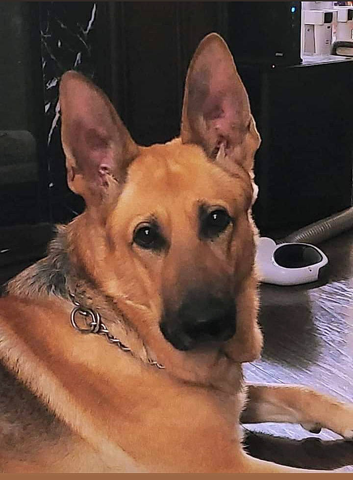 Ruger is registered to the contest to win money with this photo: aspin, belgian_shepherd_malinois, canidae, carnivore, carolina_dog, dog, dog_breed, east_european_shepherd, fawn, formosan_mountain_dog, german_shepherd_dog, king_shepherd, kunming_wolfdog, mammal, pariah_dog, rare_breed_dog, snout, vertebrate, working_dog