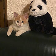 Viky Bouille participe au concours pour gagner de l'argent avec cette photo : kitten, cat, plush_toy, panda, stuffed_animal, leather, sofa, wall, texture, indoor, cute, pet, animal, feline, orange, white, ears, eyes, paw, resting