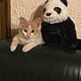 kitten, cat, plush_toy, panda, stuffed_animal, leather, sofa, wall, texture, indoor, cute, pet, animal, feline, orange, white, ears, eyes, paw, resting