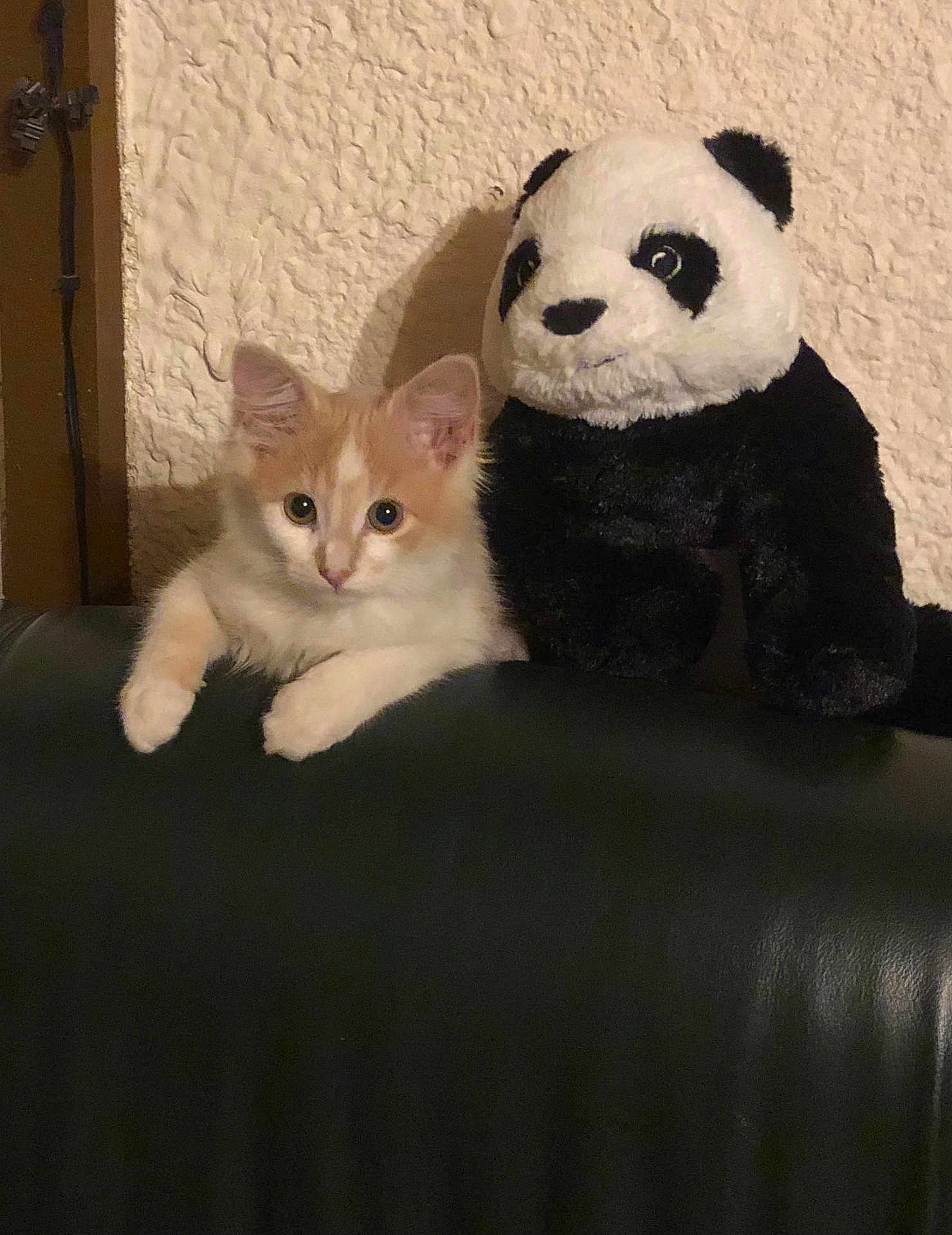 Viky Bouille participe au concours pour gagner de l'argent avec cette photo : kitten, cat, plush_toy, panda, stuffed_animal, leather, sofa, wall, texture, indoor, cute, pet, animal, feline, orange, white, ears, eyes, paw, resting