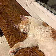 Viky Bouille a rejoint le concours — aidez-le/la à gagner de superbes lots ! cat, closed_eyes, cozy, cream_color, domestic_animal, ears, feline, fur, indoor, nose, orange_color, paw, pet, quiet, relaxed, resting, sleeping, whiskers, windowsill, wooden_surface