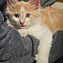 Viky Bouille participe au concours pour gagner de l'argent avec cette photo : kitten, cat, orange_and_white, fur, cute, pet, animal, cozy, gray_sweater, soft_texture, close_up, indoor, young, whiskers, paw, resting, curious, domestic_cat, feline, companion