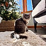 Smudge joined the competition — help win amazing prizes! cat, gray_cat, fluffy, rug, white_rug, sunlight, window, christmas_tree, decorations, ornaments, couch, gray_couch, wood_floor, indoor, pet, animal, curious, sitting, cozy, home