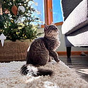 Smudge is registered to the contest to win money with this photo: cat, gray_cat, indoor, rug, sunlight, window, christmas_tree, decorations, couch, floor, furniture, pet, curious, fluffy, tail, holiday, cozy, daylight, home, animal
