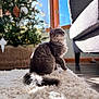cat, gray_cat, indoor, rug, sunlight, window, christmas_tree, decorations, couch, floor, furniture, pet, curious, fluffy, tail, holiday, cozy, daylight, home, animal
