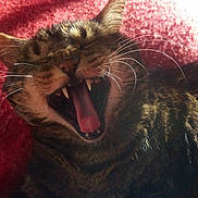 Salomé participe au concours pour gagner de l'argent avec cette photo : animal, cat, close_up, cozy, cute, domestic_animal, feline, fur, indoor, mammal, pet, red_blanket, relaxed, sleepy, sunlight, tabby_cat, teeth, tongue, whiskers, yawning